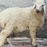 بره نر‌زابلی
