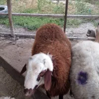 بره و گوسفند چاق قربانی