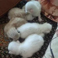 گربه پرشین سوپرفلت