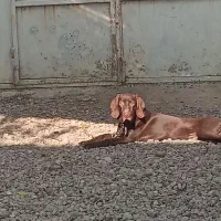 سگ پوینتر شکاری