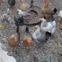 مرغ محلی|حیوانات مزرعه|سی‌سخت, |دیوار