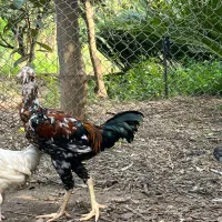 خروس لاری ۵ ماهه معاوضه با ۲تا مرغ