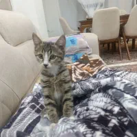 واگذاری رایگان گربه دو ماهه بازیگوش ولی مظلوم|گربه|ارومیه, |دیوار