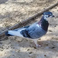 یاهو کفتر