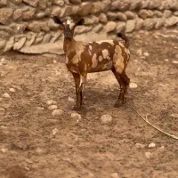 عربی بزغاله|حیوانات مزرعه|بروجرد, |دیوار