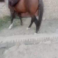 اسب یورقه۳۰ملیون