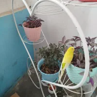 جفت مرغ عشق نر و ماده