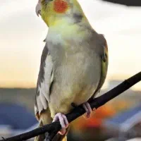 قفس چیکو|لوازم جانبی حیوانات|ایلام, |دیوار