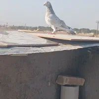 کله دم و هفرنگ پرشی کفتر بوم|پرنده|سبزوار, قصبه شرقی|دیوار