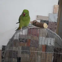 طوطی ملنگو سخنگو