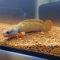 چانافایراندایس