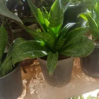 سانسوریا پاکوتاه