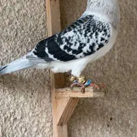 معاوضه باکفتر