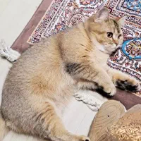 گربه بیریتیش|گربه|تهران, شهرک دانشگاه|دیوار
