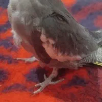 عروس هلندی  ۲ماهه دون خور دست آموز