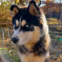 سگ هاسکی نر گمشده