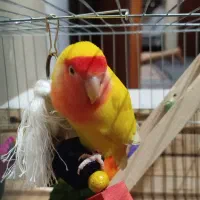 طوطی برزیلی|پرنده|تهران, مسعودیه|دیوار