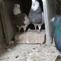 طوقی نر ماده دورشت|پرنده|قرچک, باقرآباد|دیوار