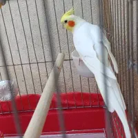 عروس هلندی لوتینو نر