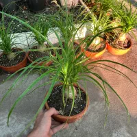 گل لیندا بونسای|گل و گیاه طبیعی|رشت, بیجارپس|دیوار