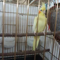 عروس هلندی لوتینو زعفرانی پر رنگ نیمه رام ماده