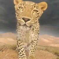سیم کارت