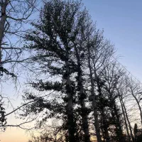 باغ و باغچه 185متری/آب موتور*کنتور برق*بنادار*