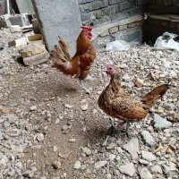 مرغ و خروس مینیاتوری|پرنده|برخوار, |دیوار