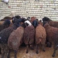 بره نر سبک|حیوانات مزرعه|قزوین, |دیوار