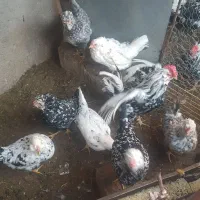 تخم مرغ گلین تازه و اصل|حیوانات مزرعه|اردبیل, |دیوار