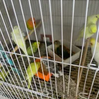 مینا عروس هلندی گرینجیک و مرغ عشق طوطی|پرنده|میناب, |دیوار