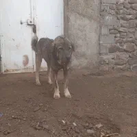 واگذاری سگ عراقی|سگ|تسوج, |دیوار