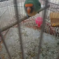 کوتوله برزیلی