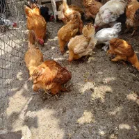 مرغ و خروس برهما|حیوانات مزرعه|شیراز, گچی|دیوار