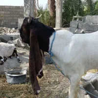 بز نر پتیری اصل|حیوانات مزرعه|چابهار, |دیوار