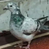 کبوتر ماده|پرنده|زاهدان, |دیوار