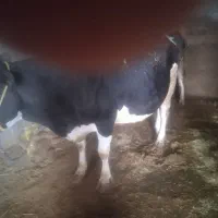 گاو شیری|حیوانات مزرعه|گیان, |دیوار