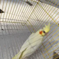 عروس هلندی لوتینو ماده ۵ ماهه