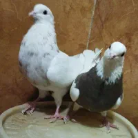 طوقی|پرنده|دره شهر, |دیوار