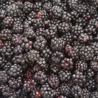 فروش تمشک