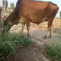 گاو شیری|حیوانات مزرعه|رودبار (کرمان), |دیوار