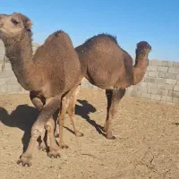 ۶نفر شتر کشتاری ۴تا ۳سال نر ی اروانه چاق ی مجی چاق