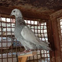 جوانه آلمانی تاختی|پرنده|زابل, |دیوار