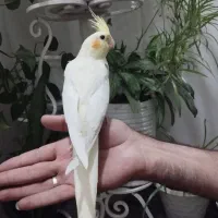 عروس هلندی لوتینو