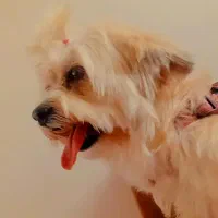 واگذاریه شیتزو