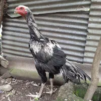 جوجه خروس لاری هندی نوک طوطی