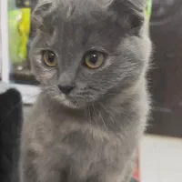 توله های اسکاتیش فولد|گربه|شیراز, معالی‌آباد|دیوار