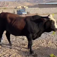گوساله نر