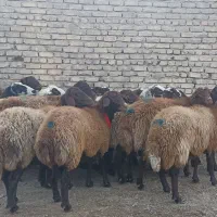 شیشک افشاری آبستن با قوچ هترو(میش بره)