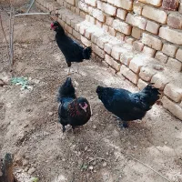 مرغ و خروس ابریشمی گلین سهره